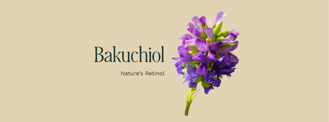 Bakuchiol plant